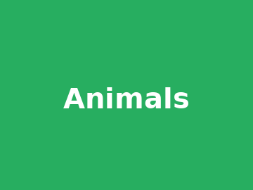 Animals – Bunny